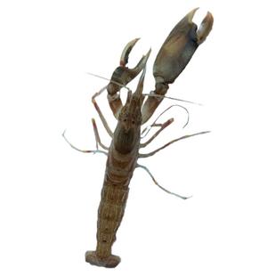 大连海鲜夹板虾鲜活枪虾狗虾嘎嘣虾怪炝拌花腰子大鼓虾生呛嘎巴虾