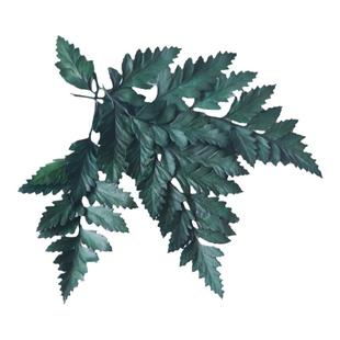 美沐儿 永生花DIY干花相框制作配叶 DIY香薰蜡烛装饰高山羊齿干花