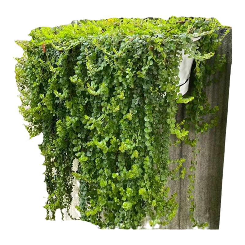 金葉過(guò)路黃盆栽黃金串地被趴地匍匐垂吊植物觀葉耐寒耐熱花境庭院