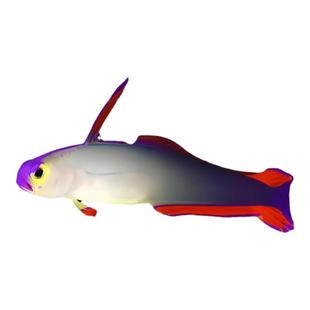 10年老店雷达紫雷达美国大帆鸳鸯虾虎火鸟海水鱼活体观赏鱼