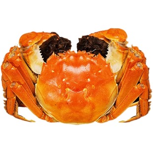 净重3斤1斤大闸蟹现货鲜活螃蟹全母公母缺腿断腿蟹残次蟹残蟹活蟹