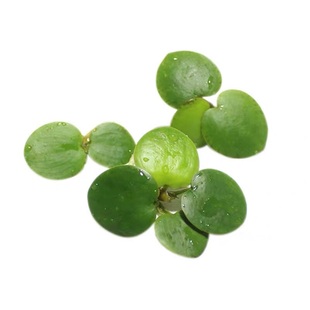 鱼缸造景肚兜浮萍水草圆心萍槐叶萍水边水草活体植物造景装饰真品