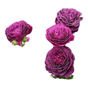 海潮之声浓香大花月季苗阳台庭院多季开花室内丰花庭院玫瑰苗耐寒