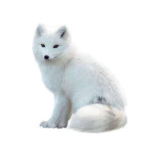 暮秋小主2025家养宠物狐狸活体白狐雪狐冰岛狐金花小狐狸幼崽定金