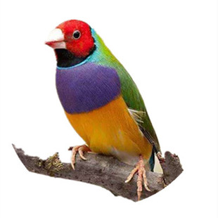 麻绒 芙蓉鸟 金青 丝雀 活体鸟繁殖 鸟窝 垫窝保暖 垫材 细软丝滑