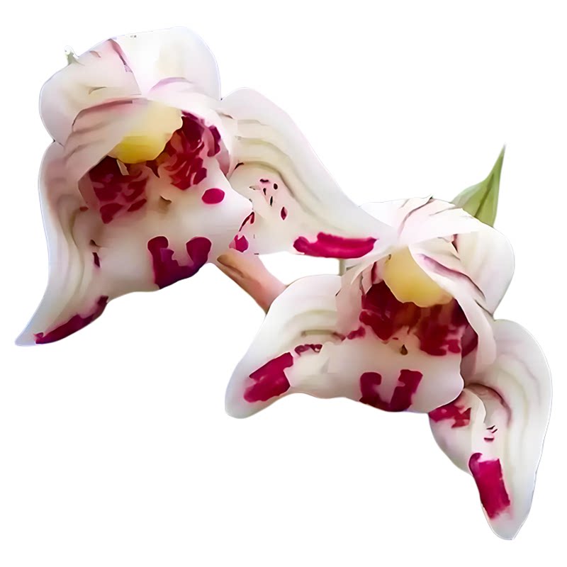 莲瓣兰剑阳蝶兰花盆栽冬带花苞