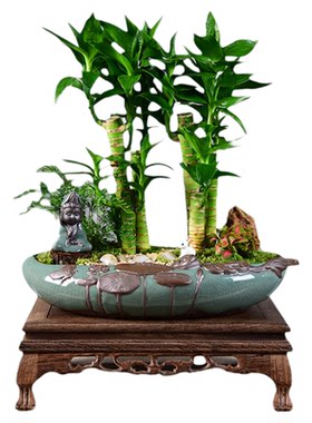 富贵竹客厅办公四季常青植物