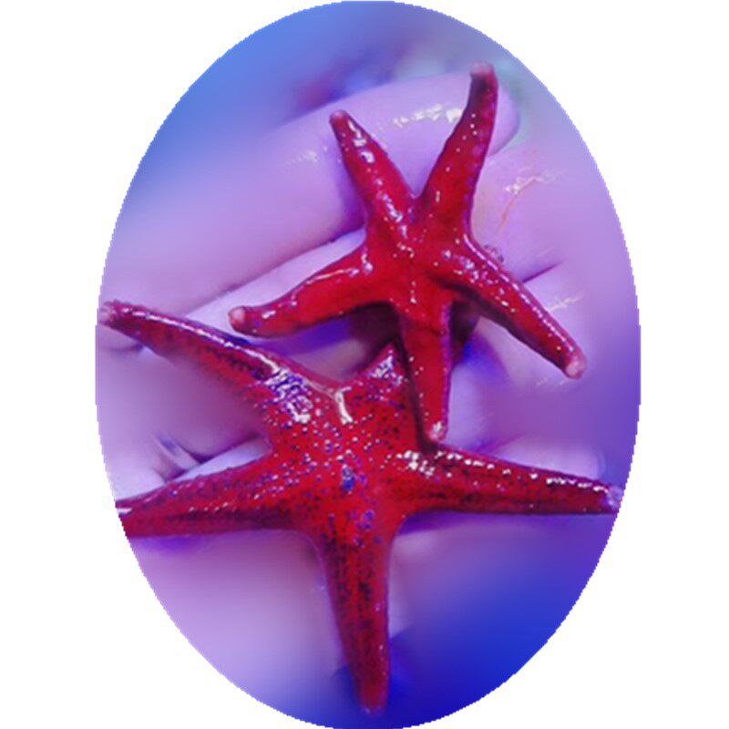 热带迷你红海星观赏鱼水族宠物