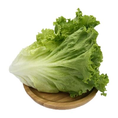 槿馐罗莎绿生菜新鲜采摘沙拉食材