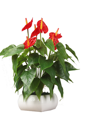 红掌胶花高品质盆花卧室茶几室内