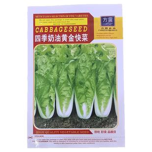 四季奶油快菜种子小白菜种孑菜种籽青菜速生快菜种籽蔬菜籽种大全