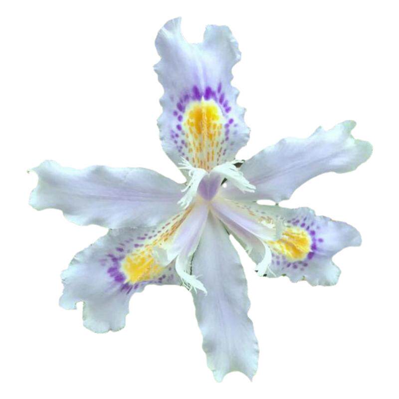 扁竹兰鸢尾花苗绿化花卉工程苗木