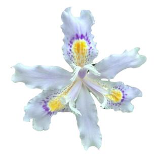 扁竹兰苗鸢尾花苗庭院绿化绿植物护坡固土绿化带花卉工程道路苗木