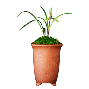 春兰兰花苗包公魂绿带草植物花卉盆景栽土浓香型名贵花苞四川室内
