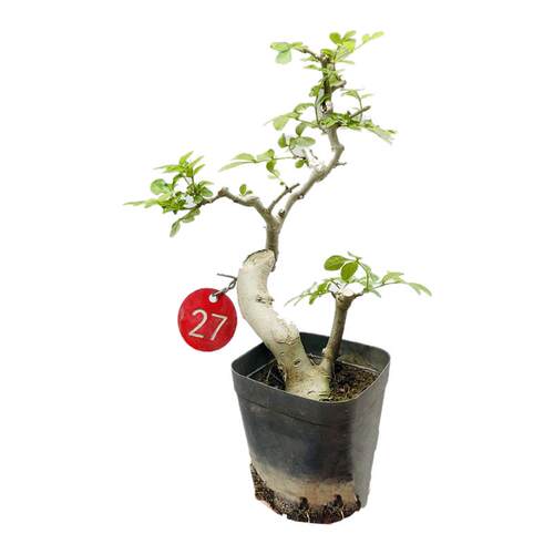 一物一拍对节白蜡微小型盆景素材新手练手桩趣味造型阳台绿植熟桩