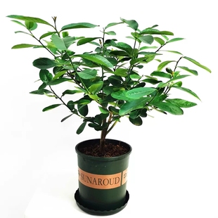 高杆香水柠檬树苗棒棒糖柠檬树盆栽大型绿植四季结果室内庭院阳台