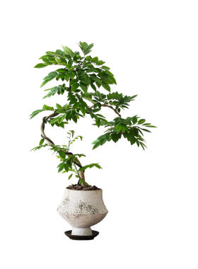 黄花梨镇宅旺财聚福纳气