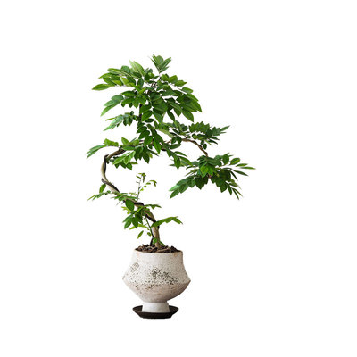 黄花梨镇宅旺财聚福纳气