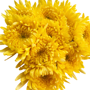 鲜菊花黄白拜祭云南斗南基地直发清明节上坟祭祀扫墓花束批鲜花发