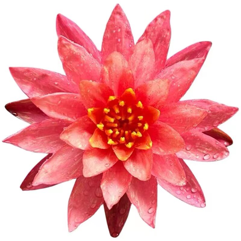 睡莲带花苞莲花庭院池塘春夏秋