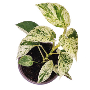 伴兮 大理石锦化皇后绿萝室内观叶绿植物盆栽净化空气水培绿植