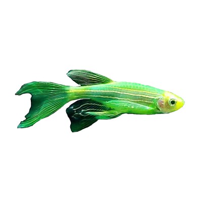 中性蝶衣绿翡翠斑马淡水热带鱼