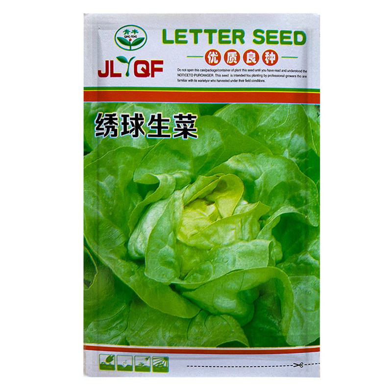 绣球生菜种子结球包心