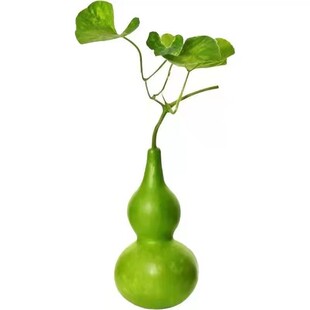 手捻葫芦种籽 八宝大酒亚腰手捻瓢文玩葫芦种子 葫芦苗秧种孑籽