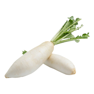 肥田萝卜种子改良土壤抑制杂草籽四季高产天然绿肥作物耐寒牧草籽