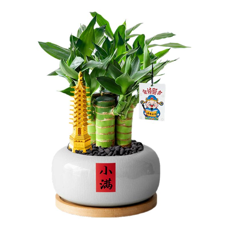 文昌竹4支金榜题名桌面富贵竹盆栽水培文昌竹办公室植物书桌绿植