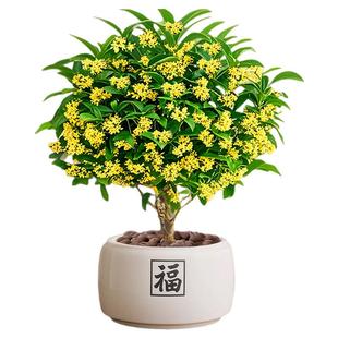 桂花树盆栽招财旺宅桌面盆景办公室绿植室内客厅中式禅意四季植物