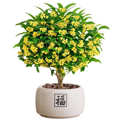 桂花树盆栽招财旺宅桌面盆景办公室绿植室内客厅中式禅意四季植物