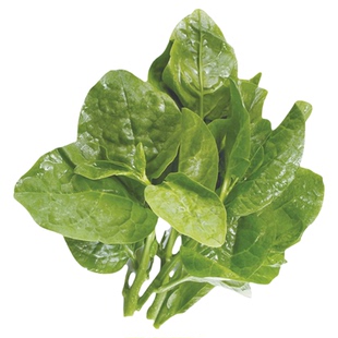 大叶木耳菜种籽青菜蔬菜种子四季春秋冬种孑秋季木耳菜菜苗秧苗菜