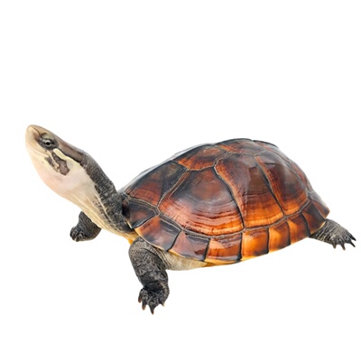 萌龟饲家石金钱龟观察宠物龟