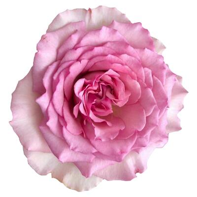 无刺爬藤蔷薇花罗衣藤本月季罗伊