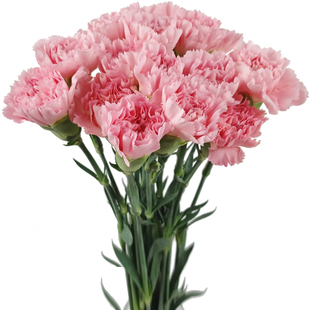 康乃馨鲜花家庭插花装饰摆件云南昆明基地支发花期长容易打理包邮