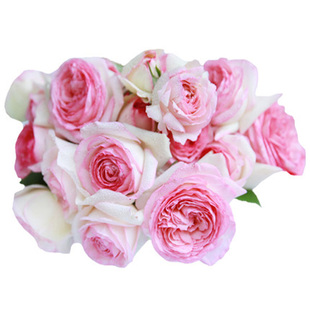 藤本月季花系列庭院多季园艺花墙盆栽欧月多花蔷薇花卉小苗