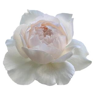 家书月季新品大花浓香多季开花阳台庭院月季花苗勤花切花玫瑰花卉