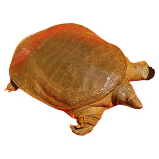 5斤野外放养特大公甲鱼老活体水鱼王八外塘生态脚鱼食用水产鲜活