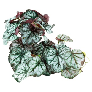 瑞皮Reptizoo爬宠箱造景仿真植物躲避攀爬摆件黄缘龟缸装饰假绿植