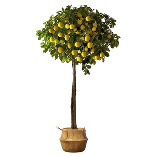香水柠檬树盆栽带果四季可食用旺宅绿植室内大型植物客厅阳台好养