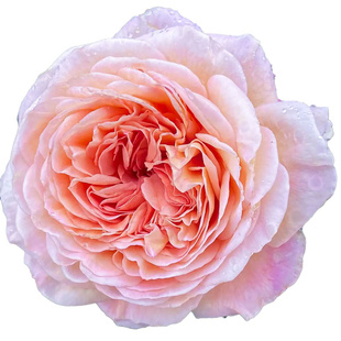 推荐月季花苗 亚伯拉罕达比(Abraham Darby) 大灌木小藤本品种