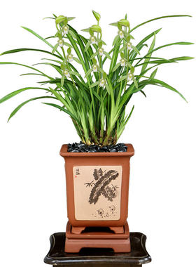 翁源兰花建兰金丝马尾带花浓香型