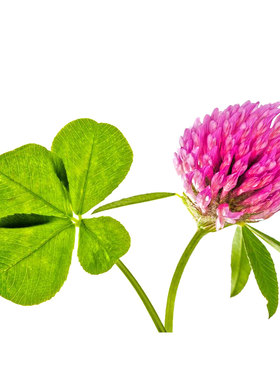 食用苜蓿菜紫花菜籽种子