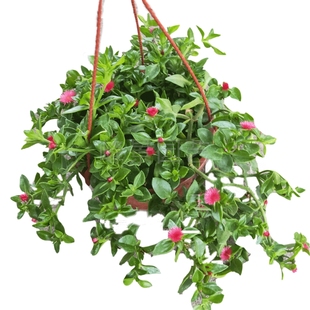牡丹吊兰大盆栽带花苞室外阳台喜阳好养花卉四季垂吊植物易开包邮