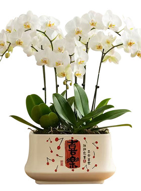 北欧花盆陶瓷长方形蝴蝶兰专用盆居家室内办公室桌面多肉绿植盆栽