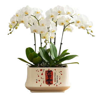 北欧花盆陶瓷长方形蝴蝶兰专用盆居家室内办公室桌面多肉绿植盆栽