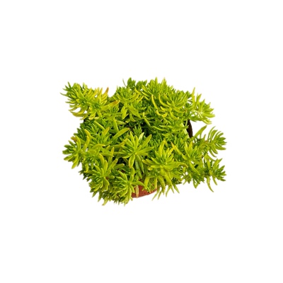 黄金佛甲草多年生耐寒耐热草坪