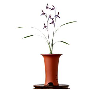 翁源高端正品寒兰花苗紫燕包对版老种朱砂痣带花浓香好养室内花卉