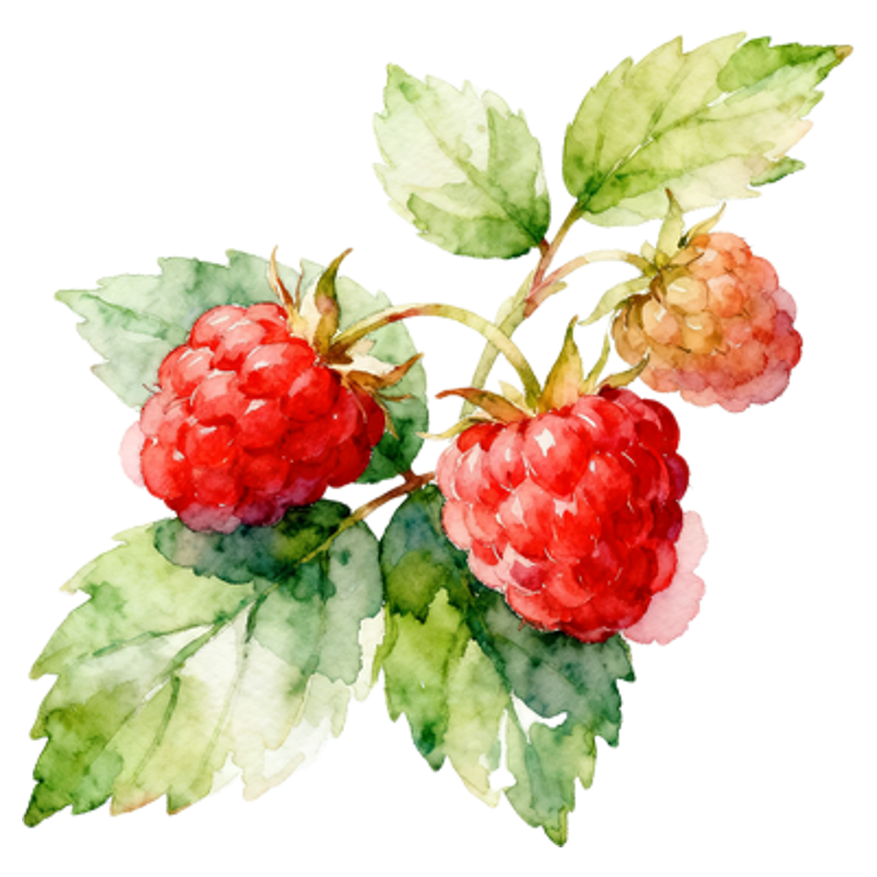 茅莓苗覆盆子树苗中药材红树莓